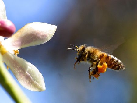 Epagri lanÃ§a sistema tecnolÃ³gico inÃ©dito no Brasil para apoiar apicultura